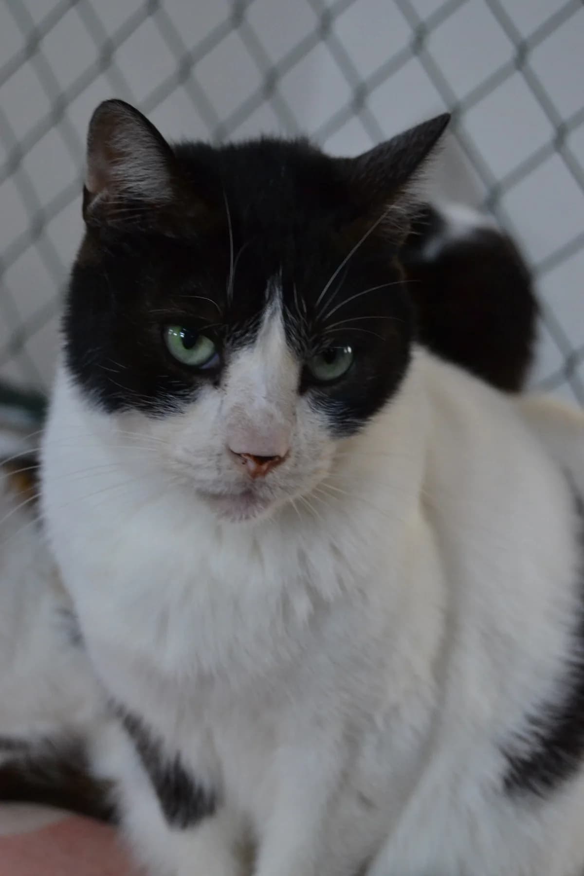 Rufino, male Mixed Breed for adoption at Proyecto Gato