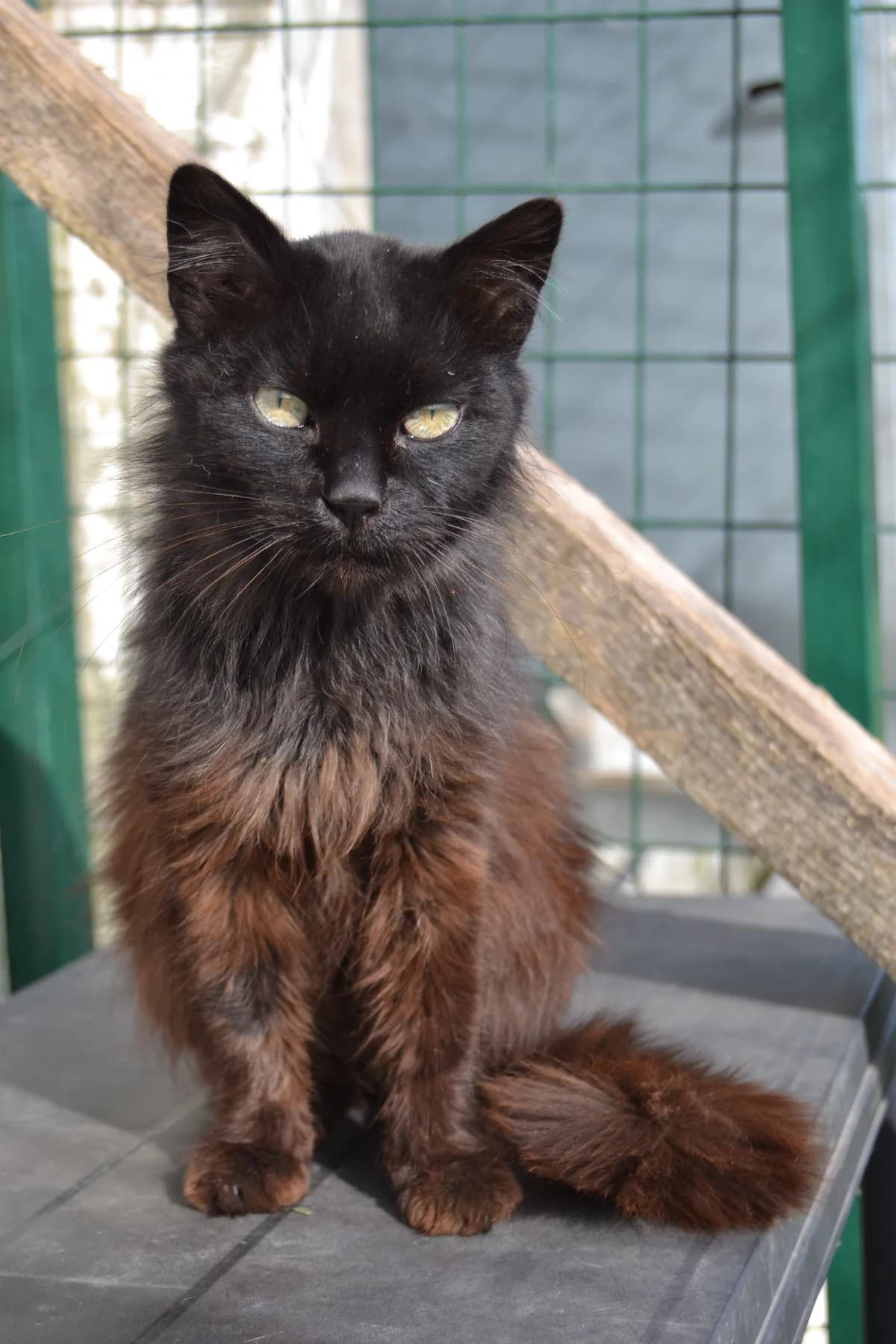 Terra, female Mixed Breed for adoption at Proyecto Gato