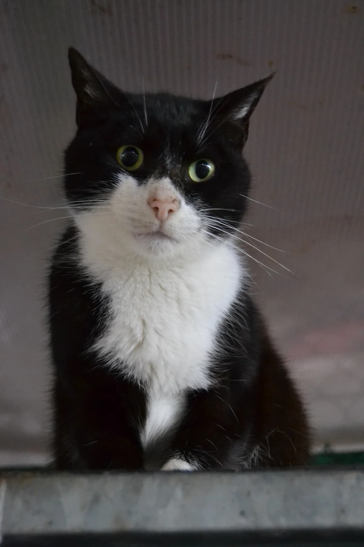 Carlitos, male Mixed Breed for adoption at Proyecto Gato