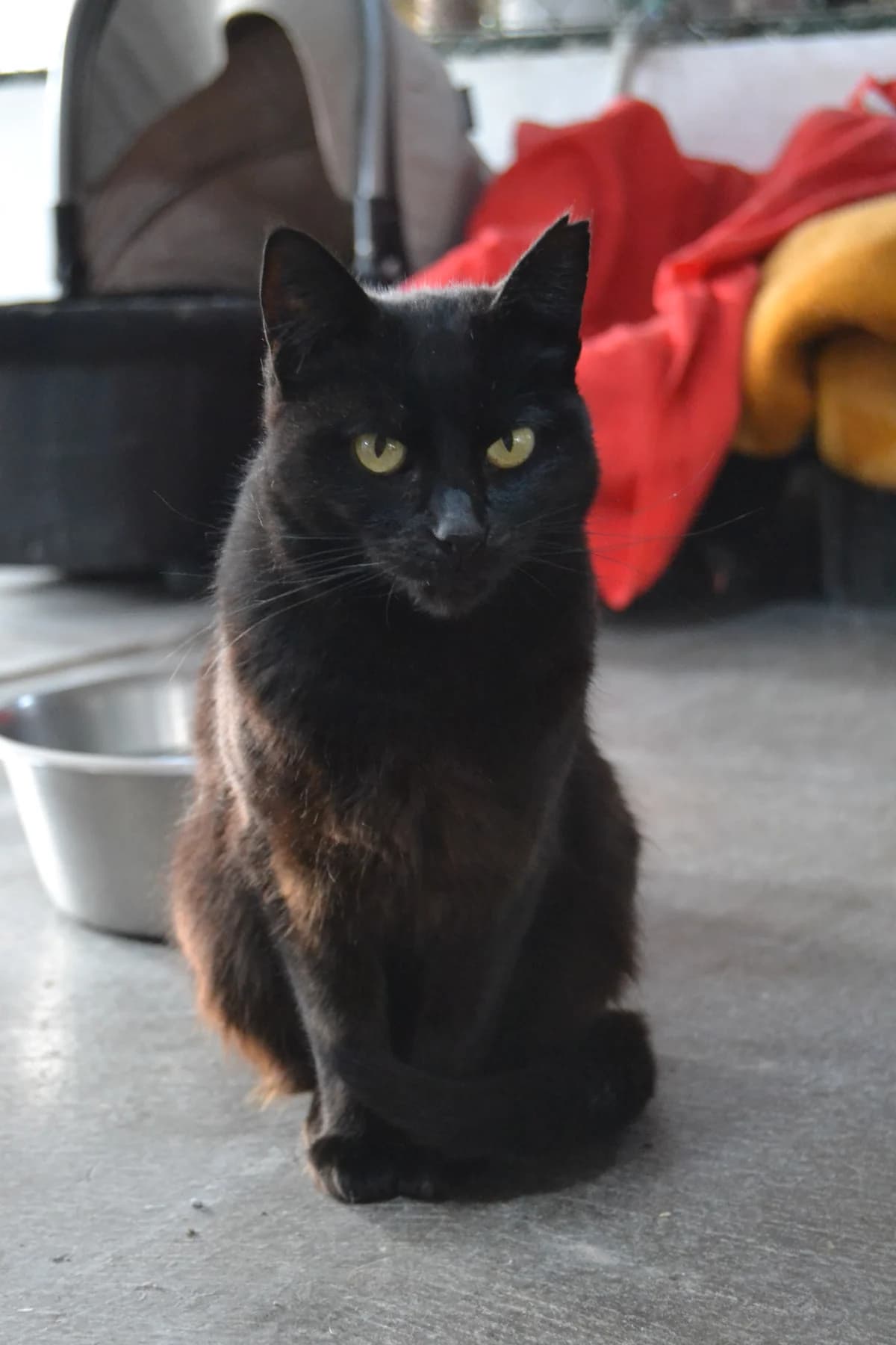 Vapi, female Mixed Breed for adoption at Proyecto Gato