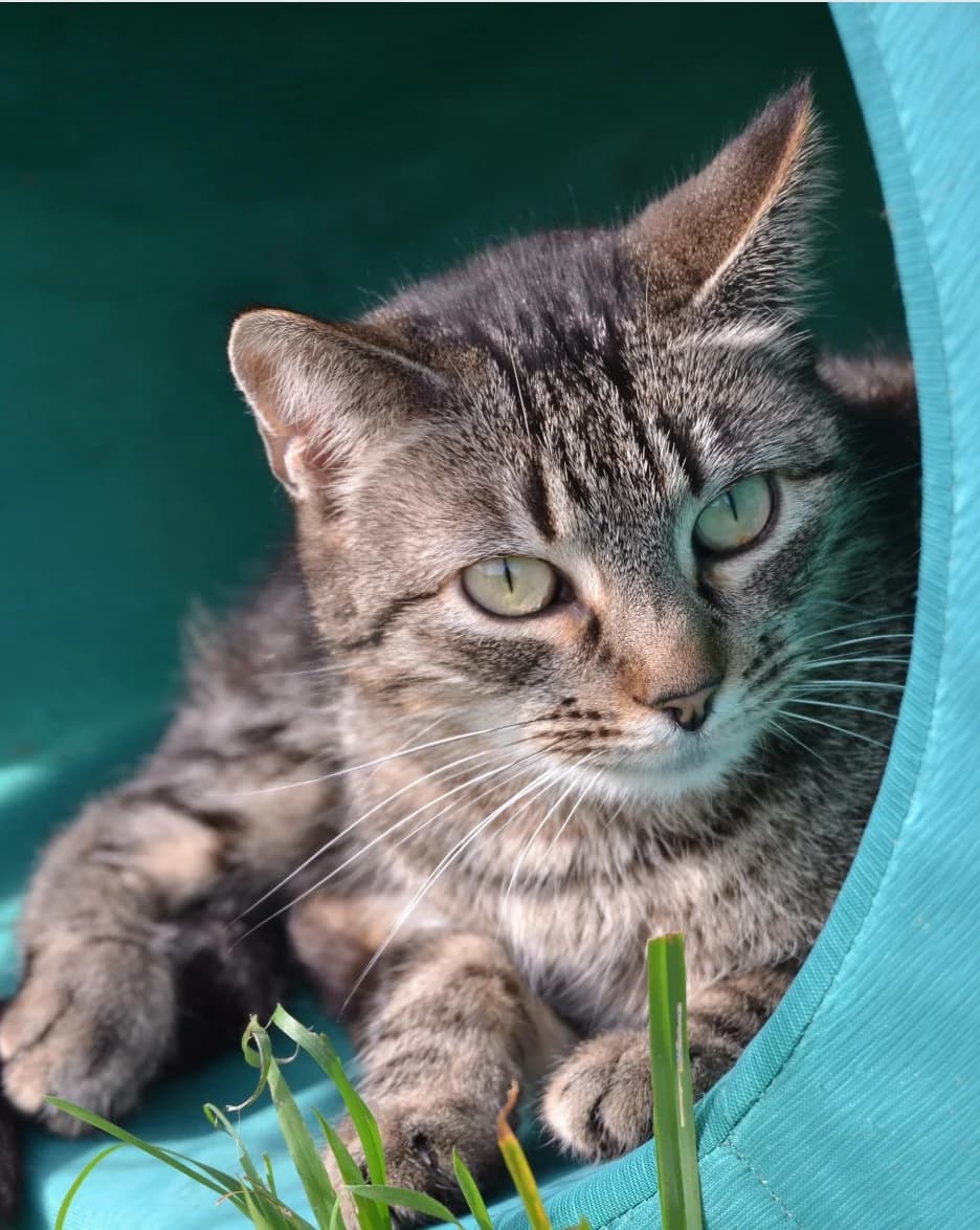 Barbi, female Mixed Breed for adoption at Proyecto Gato