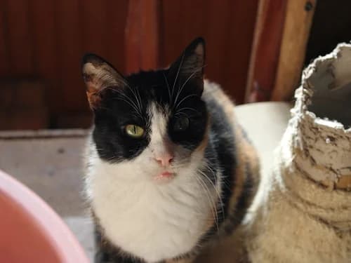 Doña Pura, female Mixed Breed for adoption at Proyecto Gato