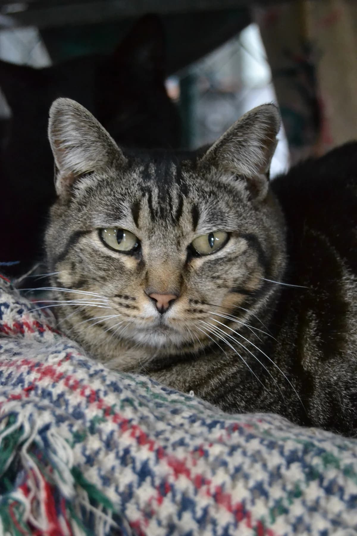Carlota, female Mixed Breed for adoption at Proyecto Gato