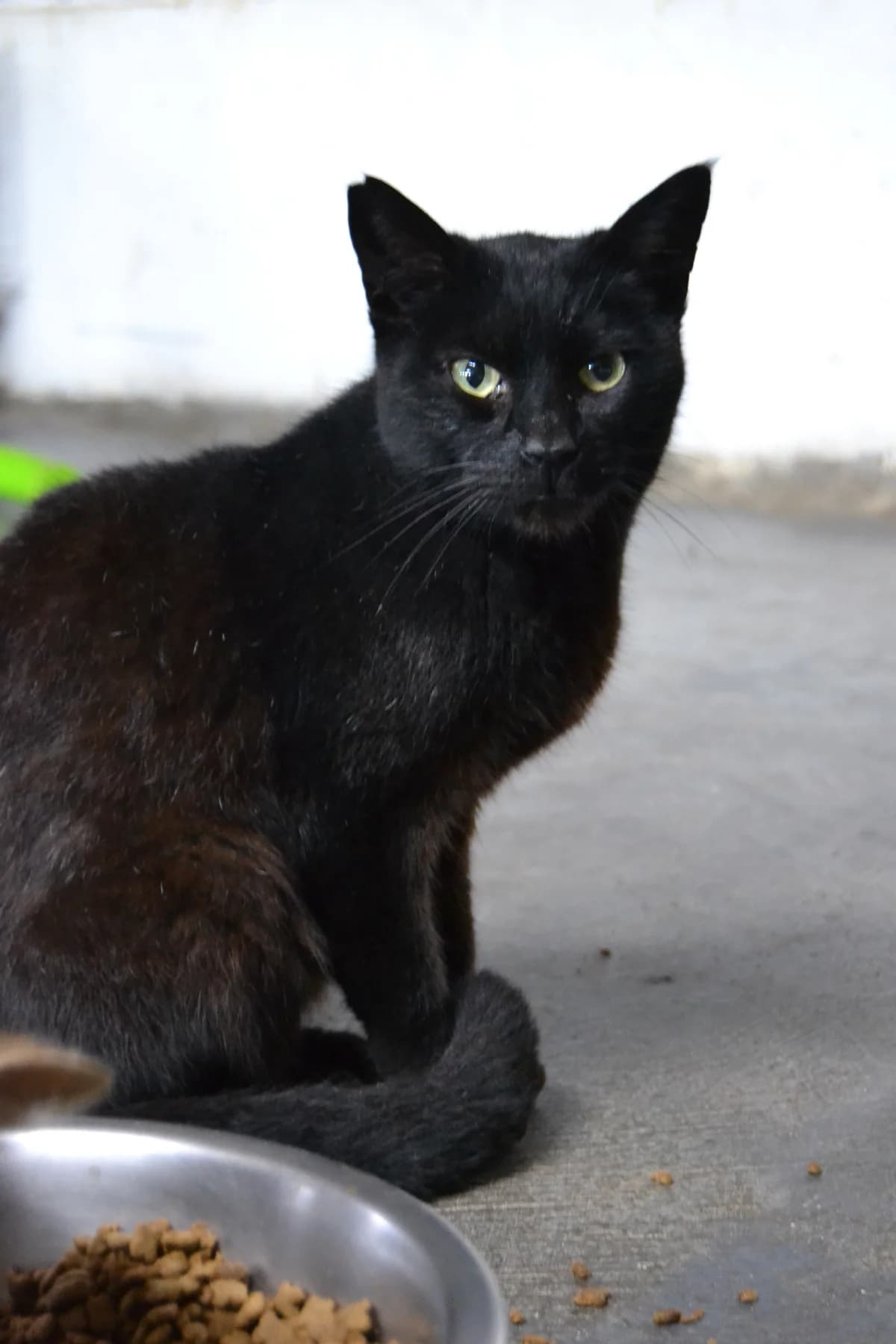 Dumbo, male Mixed Breed for adoption at Proyecto Gato