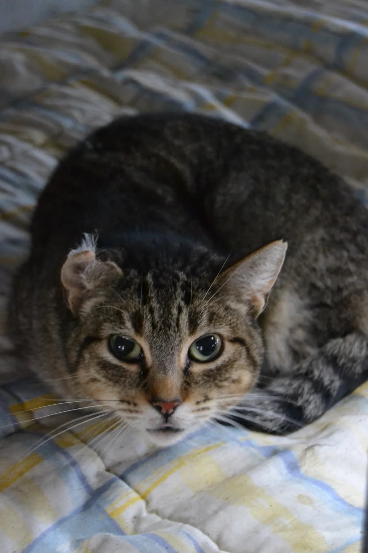 Begoña, female Mixed Breed for adoption at Proyecto Gato