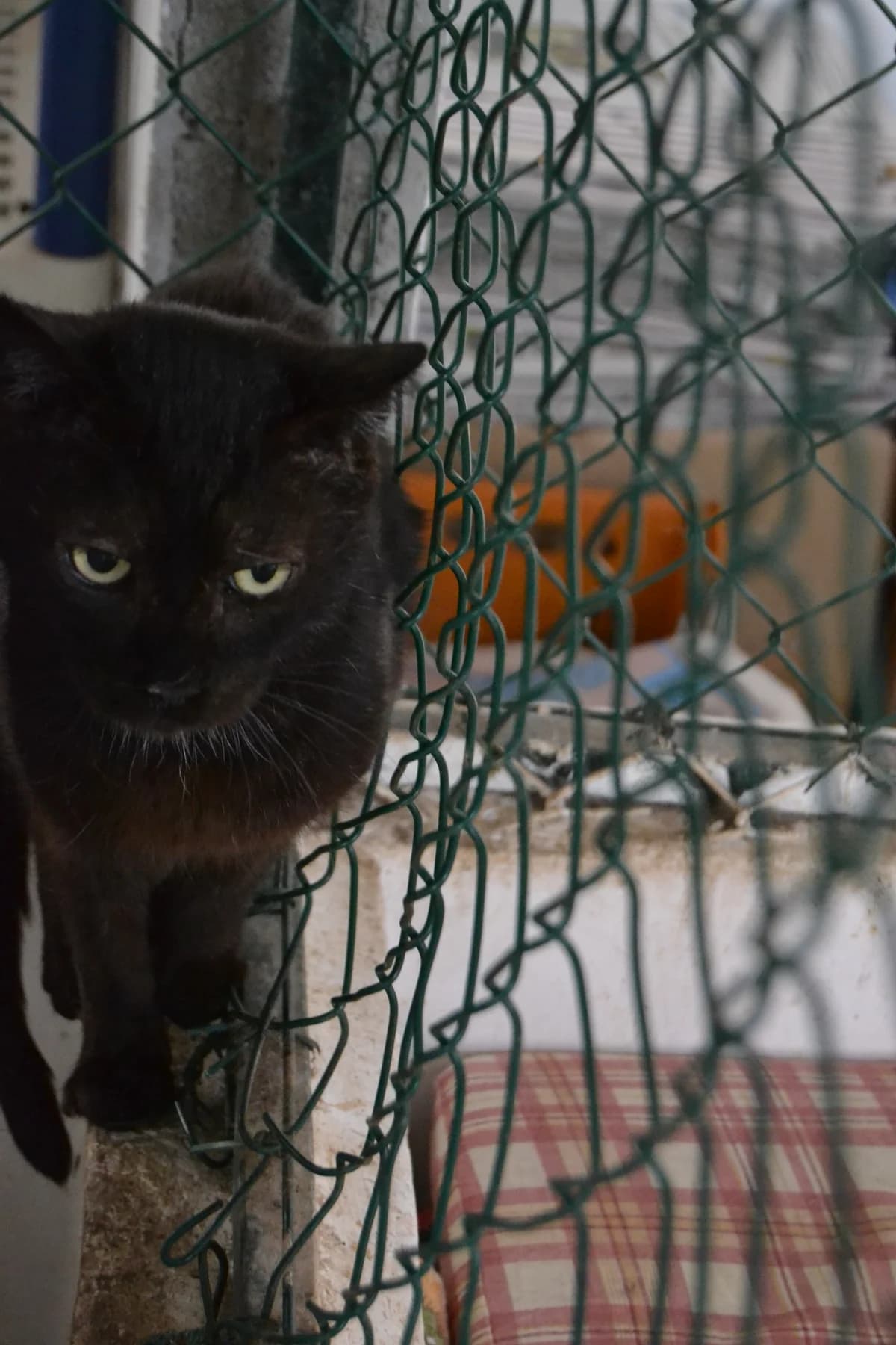 Cali, male Mixed Breed for adoption at Proyecto Gato