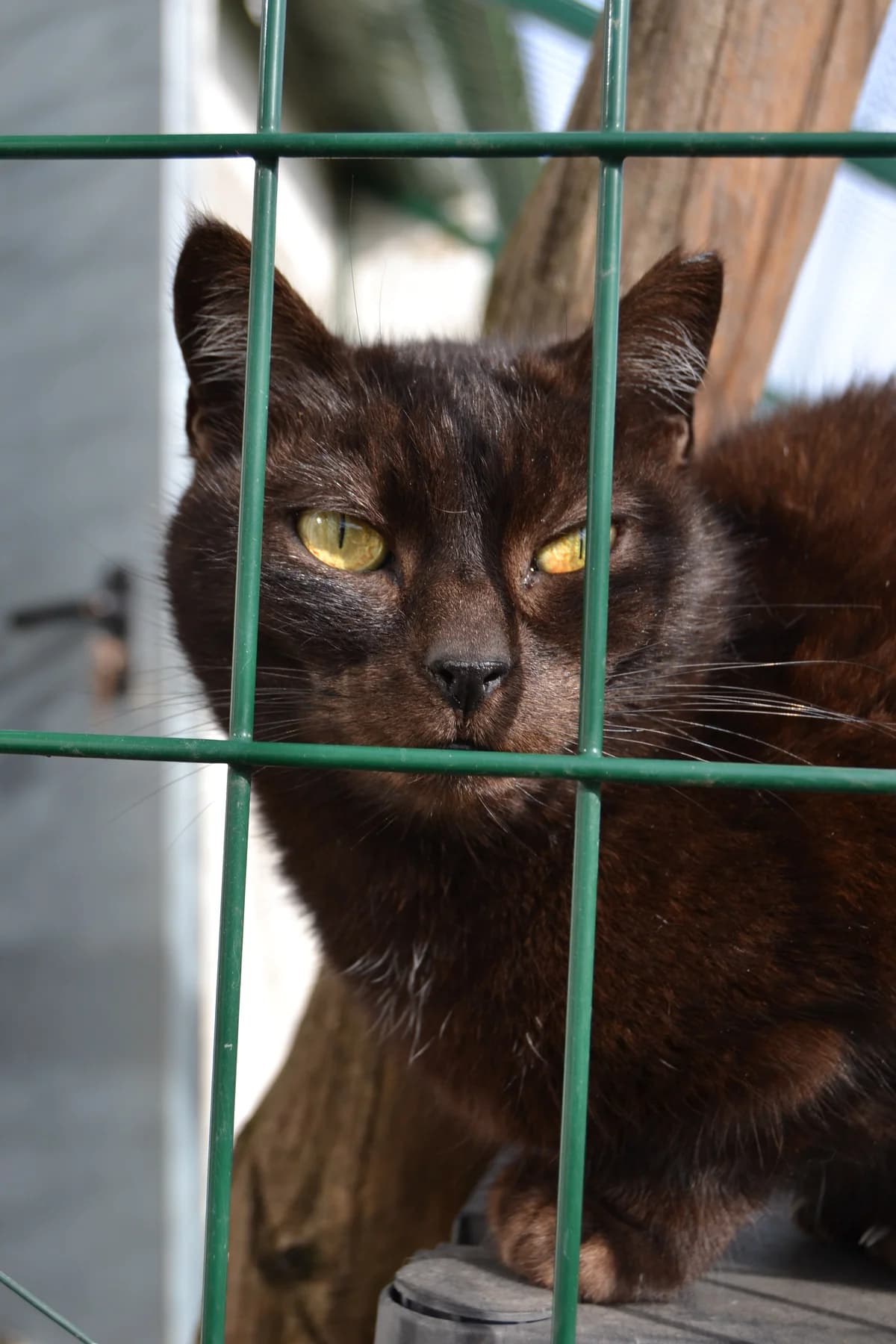 Cánovas, female Mixed Breed for adoption at Proyecto Gato