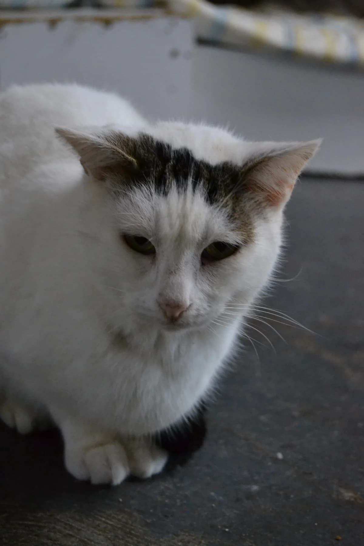 Clarito, male Mixed Breed for adoption at Proyecto Gato