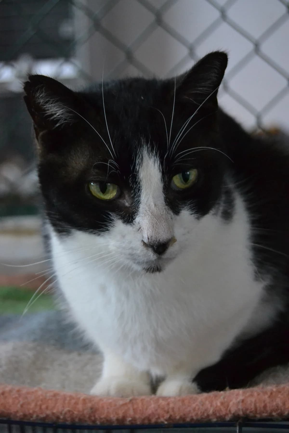 Dado, male Mixed Breed for adoption at Proyecto Gato