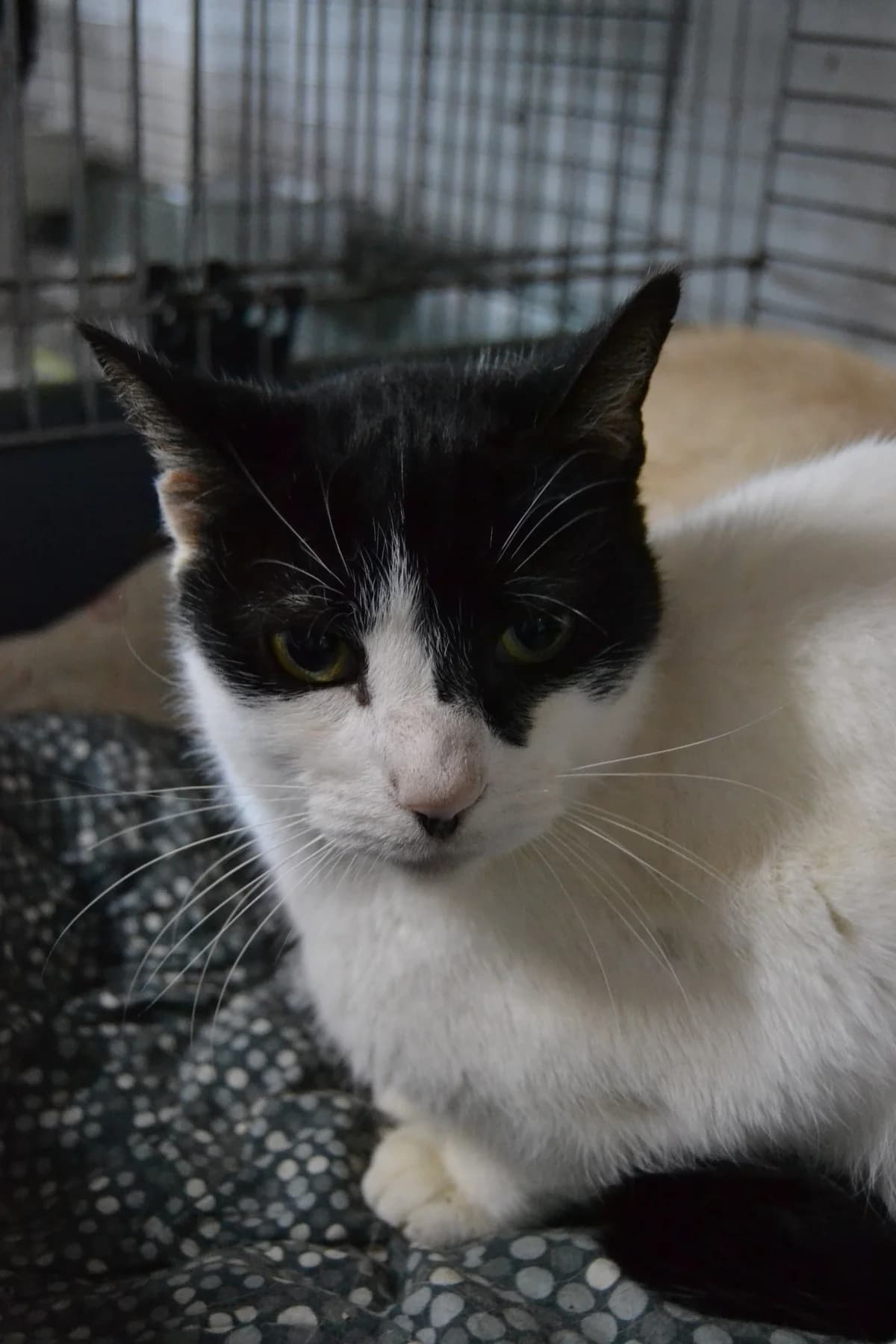 Gus, male Mixed Breed for adoption at Proyecto Gato