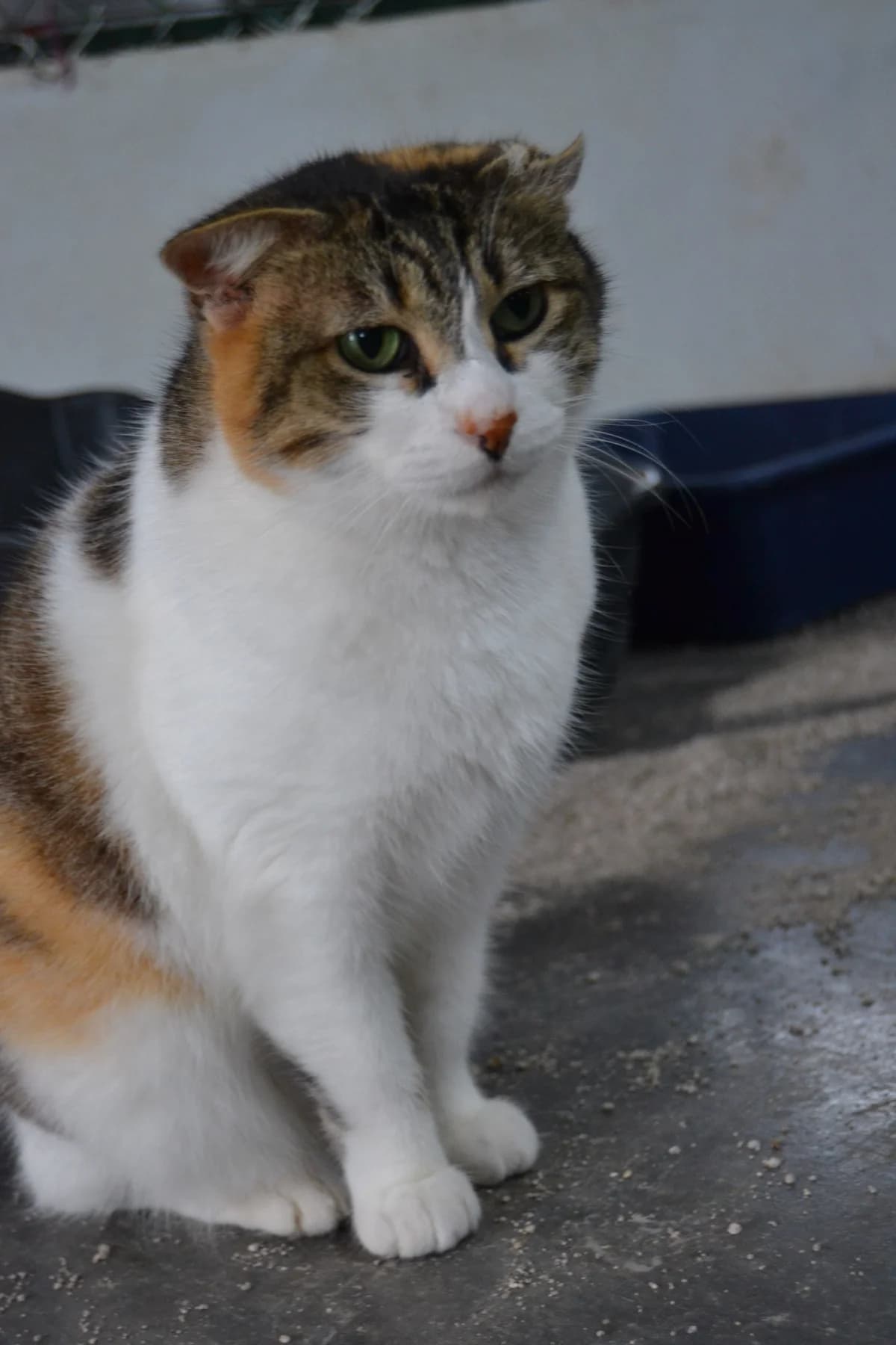 Lina, female Mixed Breed for adoption at Proyecto Gato