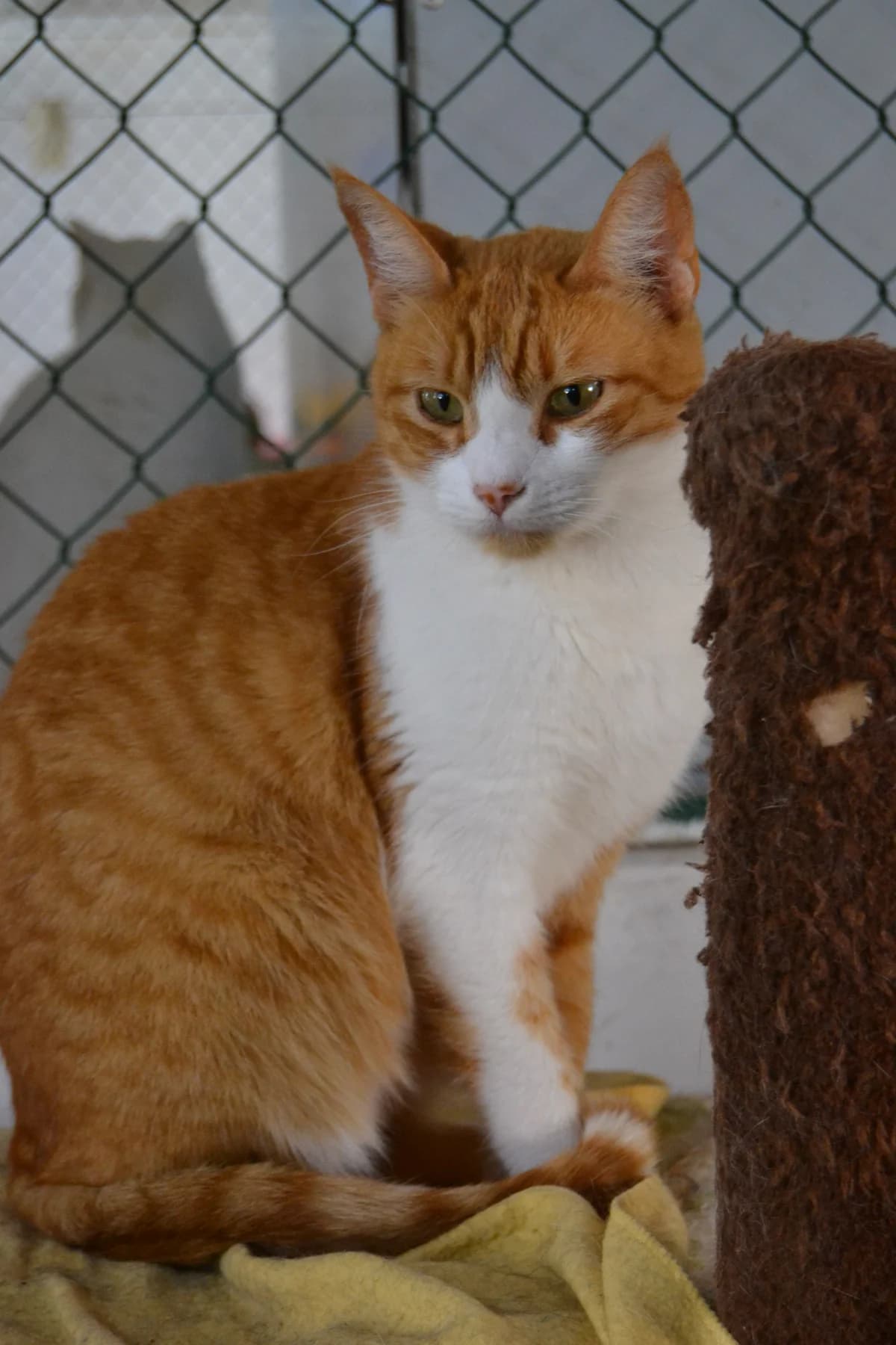 Lidel, male Mixed Breed for adoption at Proyecto Gato