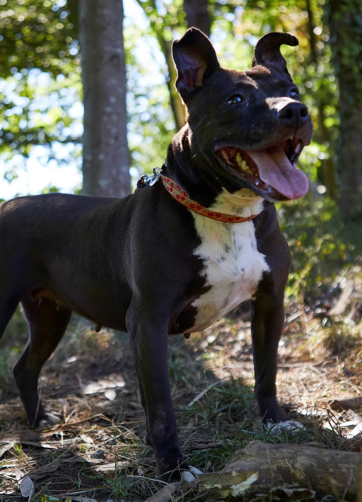 Amparito, female Mixed Breed for adoption at APA Puppy Bilbao