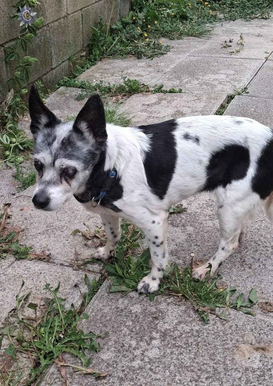 Angie, female senior Mixed Breed for adoption at APA Puppy Bilbao, Bilbao