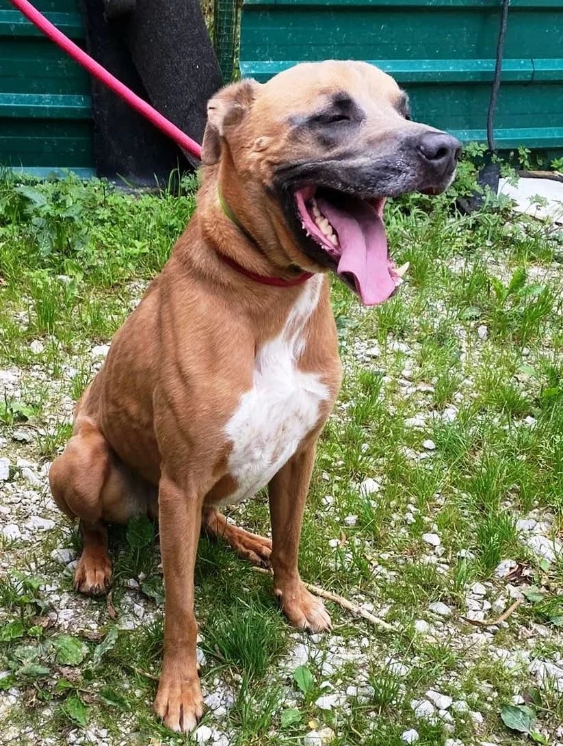 Arco, male 5yo Mixed Breed for adoption at APA Puppy Bilbao, Bilbao