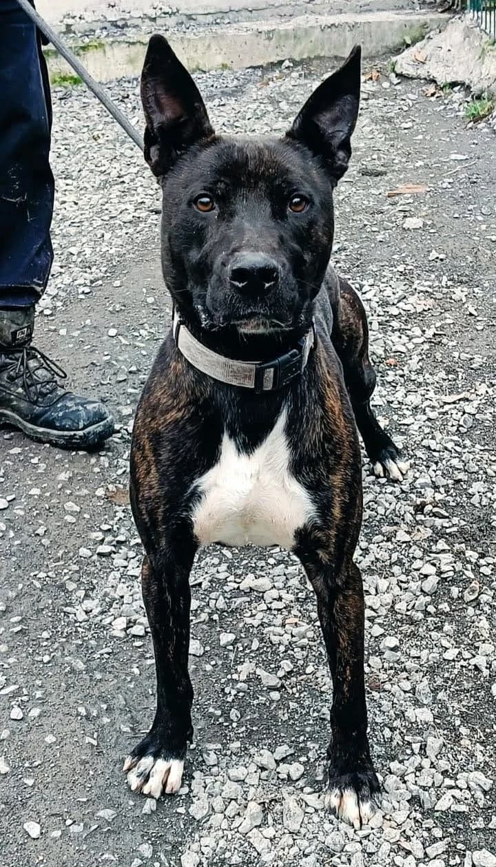 Arno, male Mixed Breed for adoption at APA Puppy Bilbao