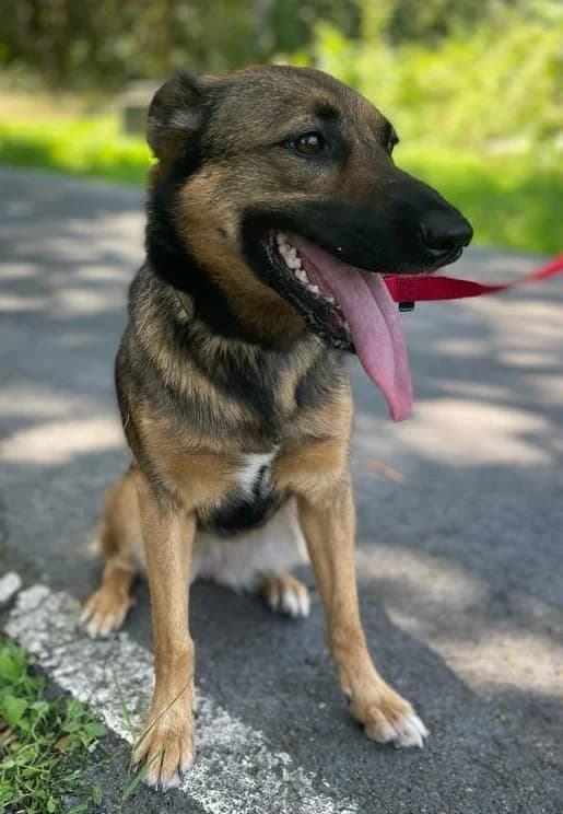 Bala, female 4yo Mixed Breed for adoption at APA Puppy Bilbao, Bilbao