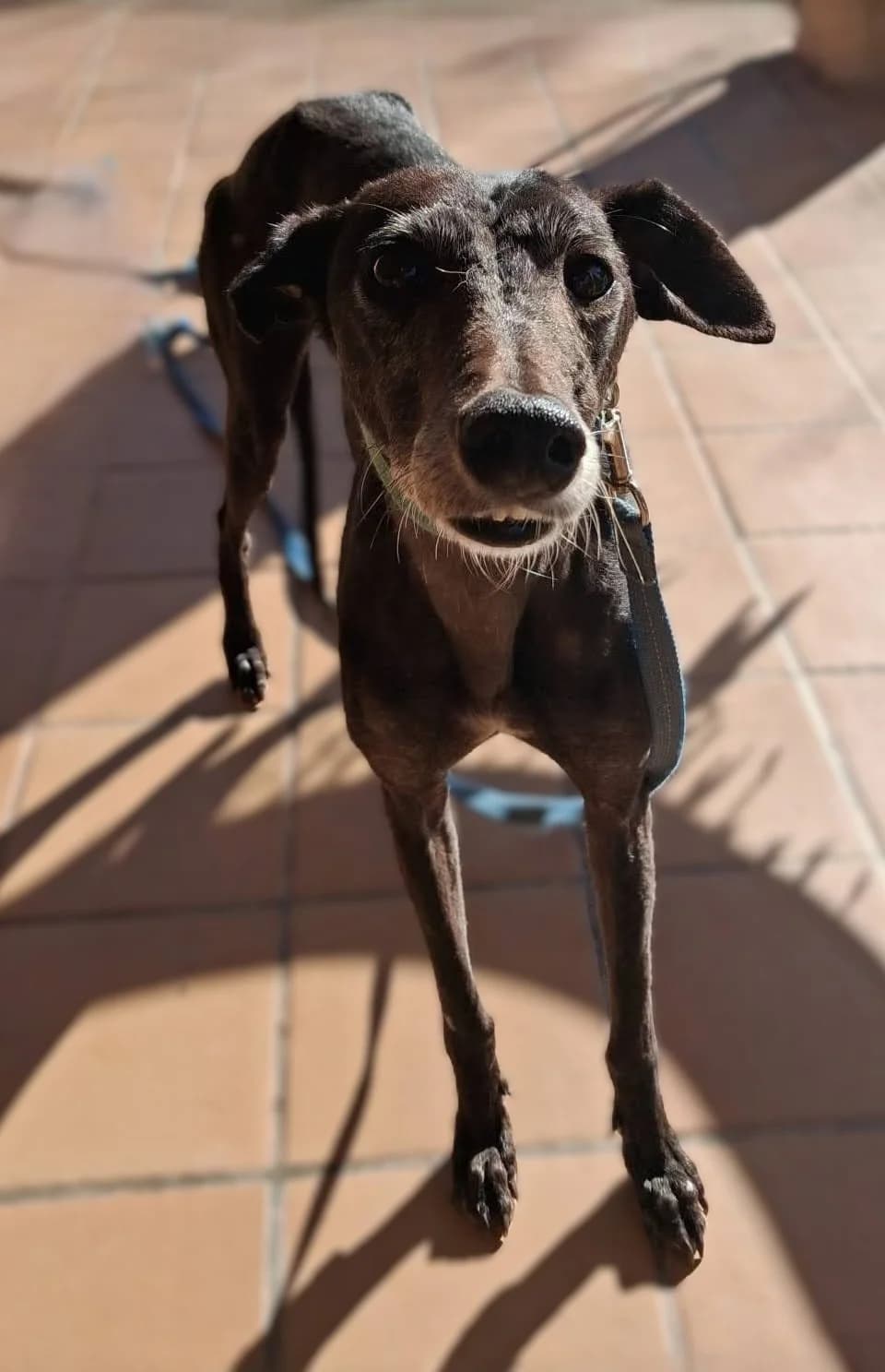 Bamba, female Galgo Español for adoption at APA Puppy Bilbao