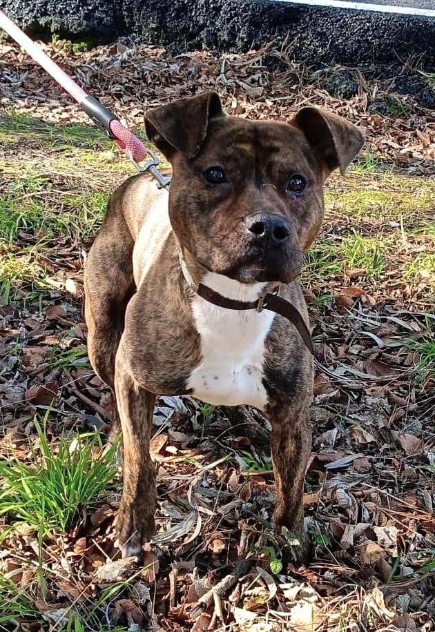 Bihar, female Mixed Breed for adoption at APA Puppy Bilbao