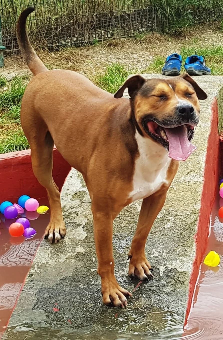 Cobo, male senior Mixed Breed for adoption at APA Puppy Bilbao, Bilbao