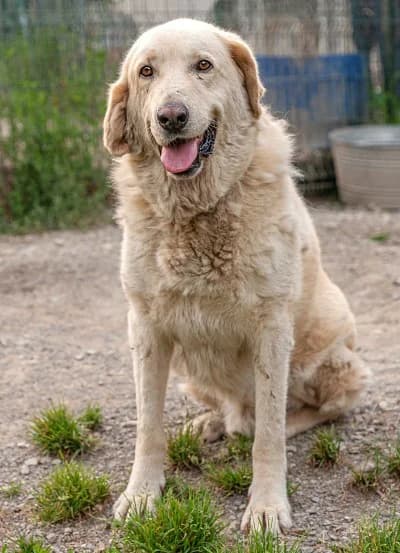 Comandante, male senior Spanish Mastiff for adoption at APA Puppy Bilbao, Bilbao