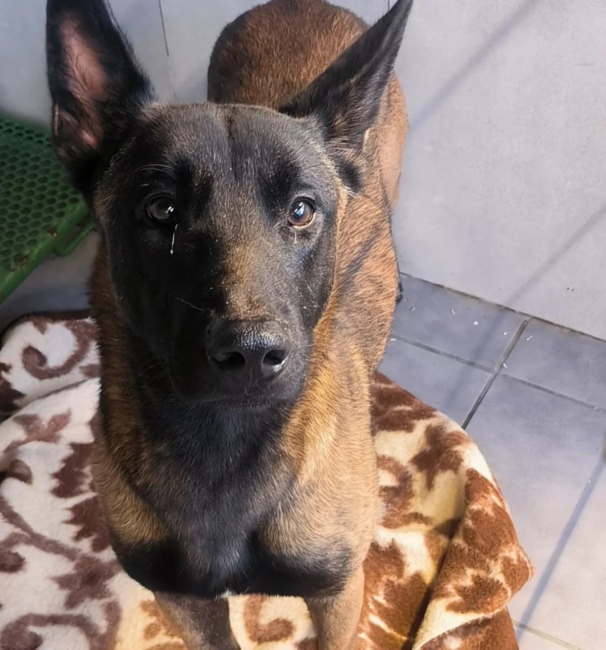 Dado, male mixed breed for adoption at APA Puppy Bilbao