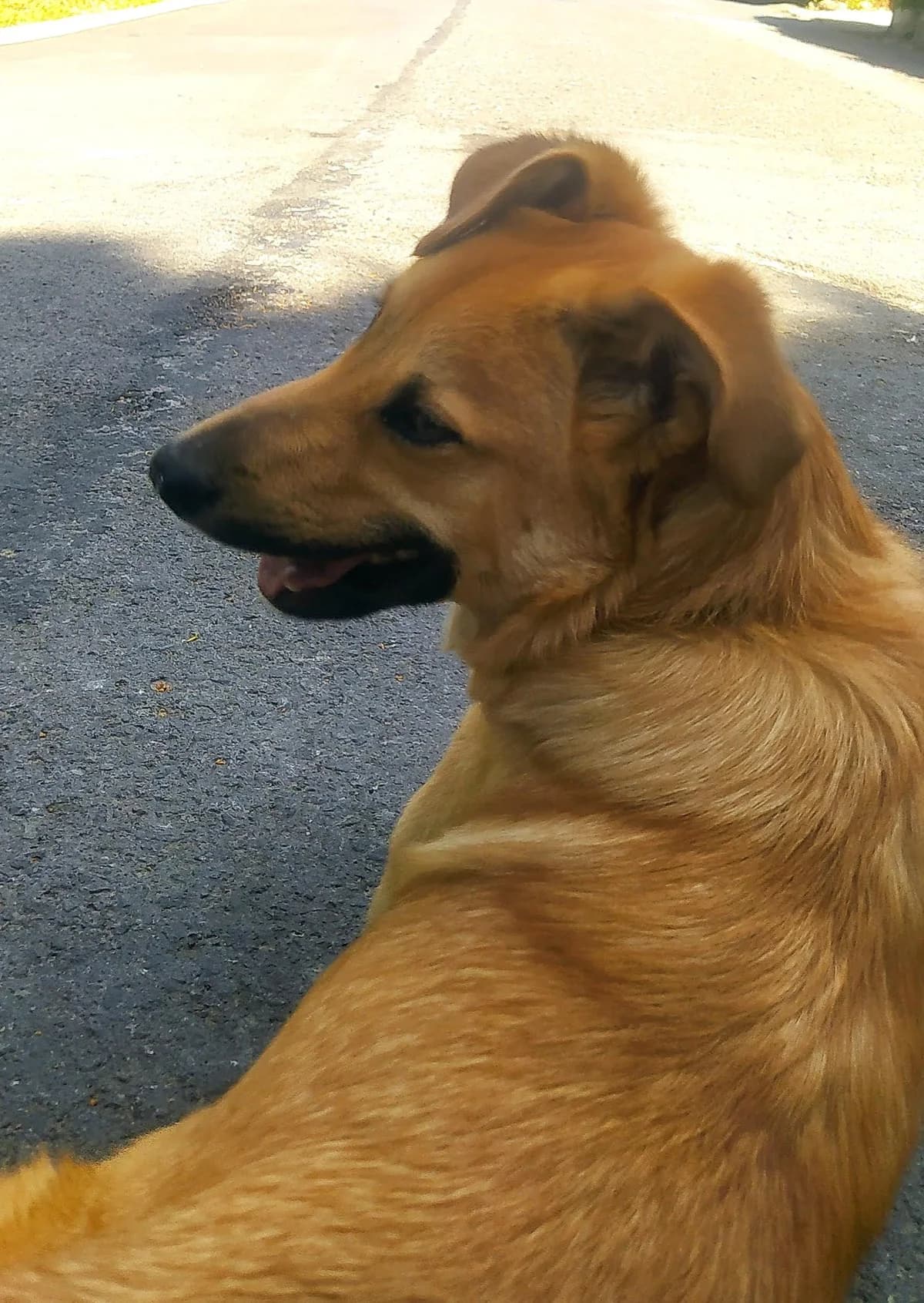 Elfo, male Mixed Breed for adoption at APA Puppy Bilbao