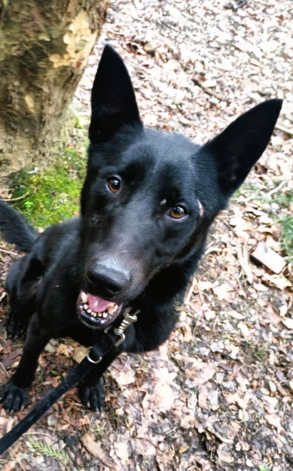 Fito, male mixed breed for adoption at APA Puppy Bilbao