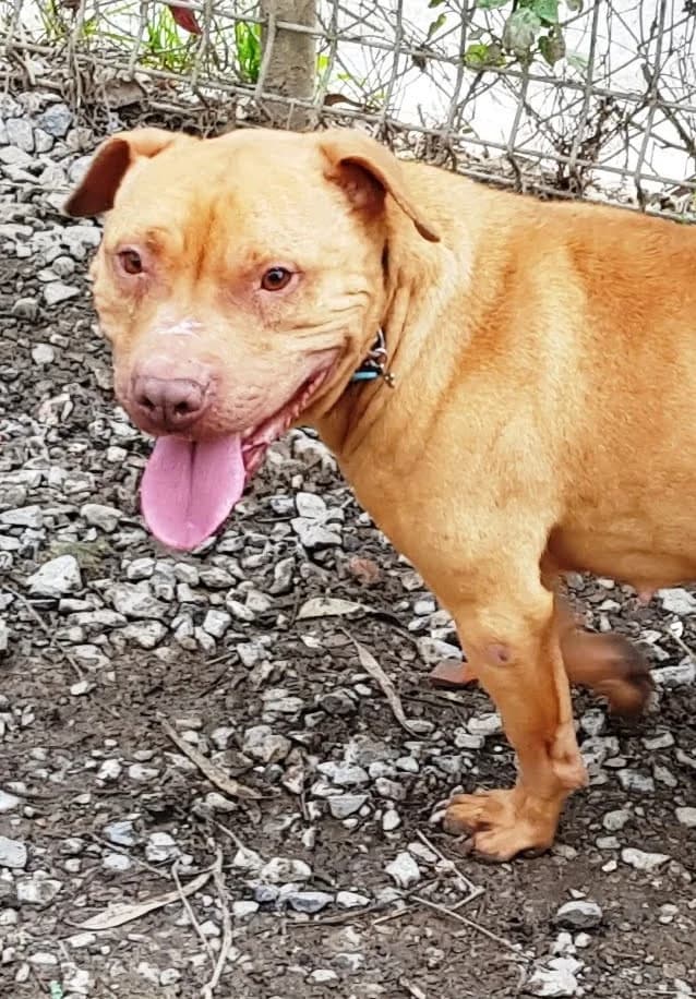 Gaia, female 6yo Mixed Breed for adoption at APA Puppy Bilbao, Bilbao
