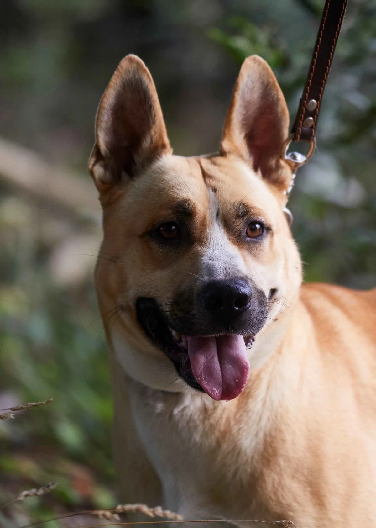 Judie, female 7yo Mixed Breed for adoption at APA Puppy Bilbao, Bilbao