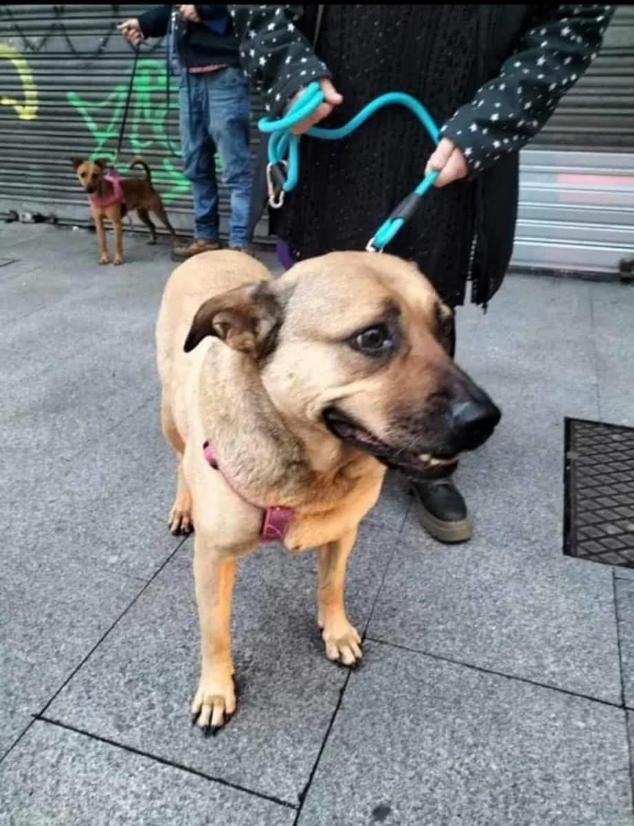 Keña, female Mixed Breed for adoption at APA Puppy Bilbao