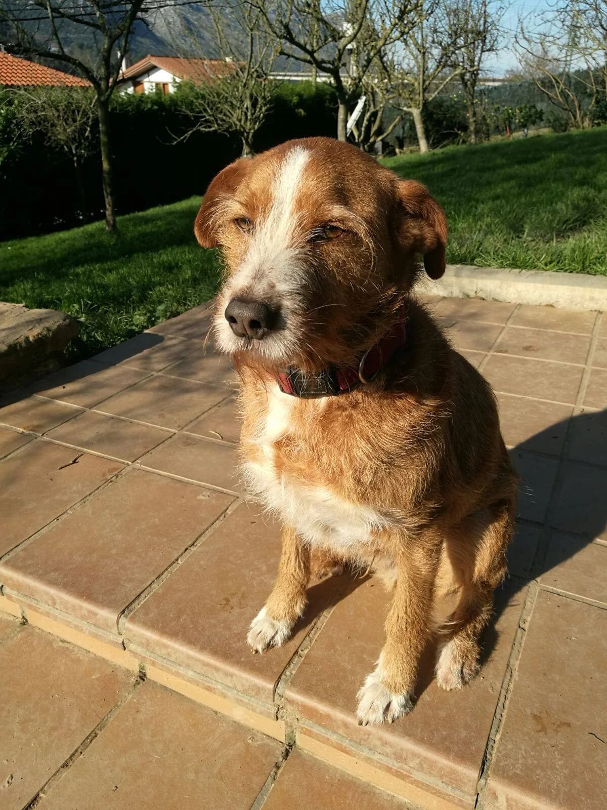 Kuin, male Mixed Breed for adoption at APA Puppy Bilbao