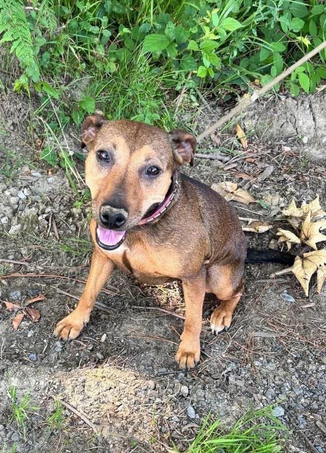 Kyra, female 3yo Mixed Breed for adoption at APA Puppy Bilbao, Bilbao