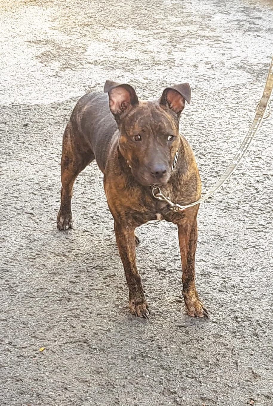 Leia, female 7yo Mixed Breed for adoption at APA Puppy Bilbao, Bilbao