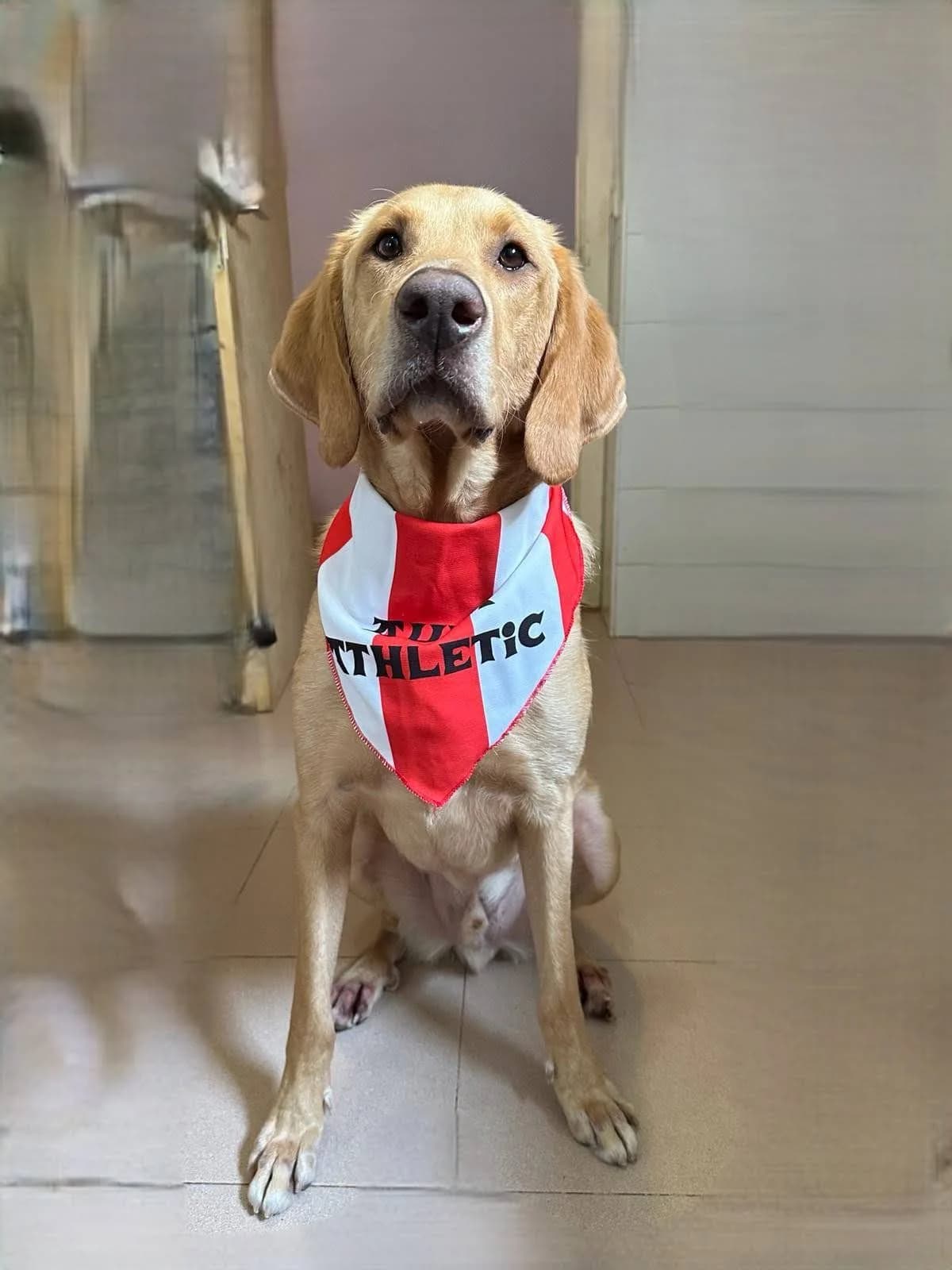 Leo, male Mixed Breed for adoption at APA Puppy Bilbao