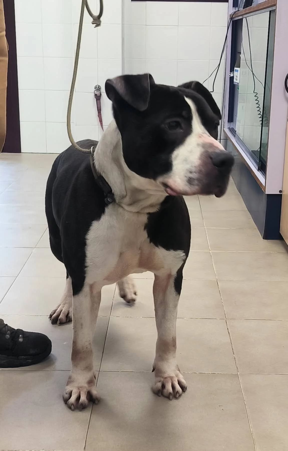 Maco, male Mixed Breed for adoption at APA Puppy Bilbao