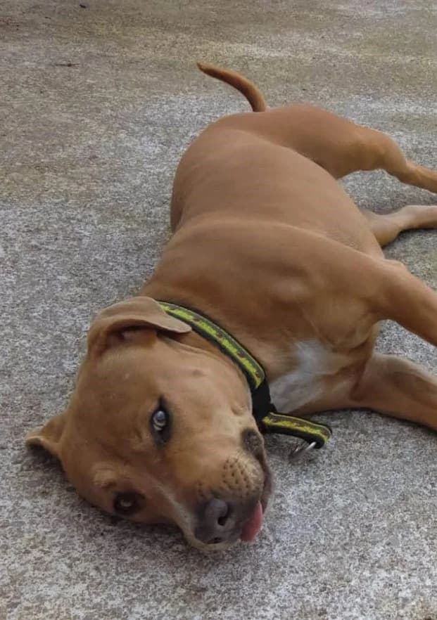 Nacha, female senior Mixed Breed for adoption at APA Puppy Bilbao, Bilbao