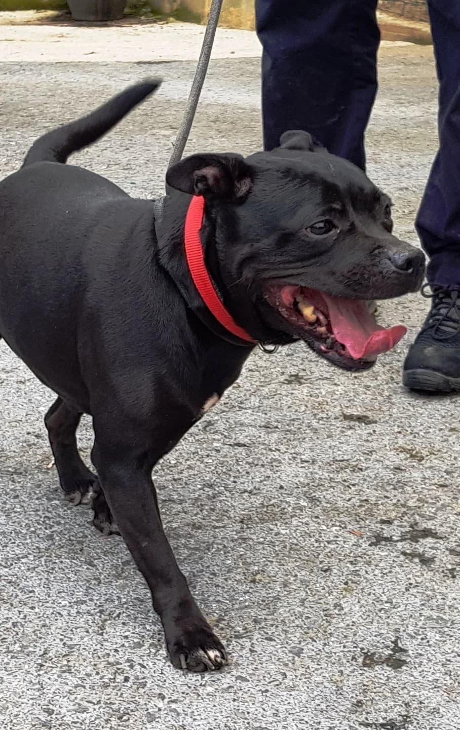 Nesa, female Mixed Breed for adoption at APA Puppy Bilbao