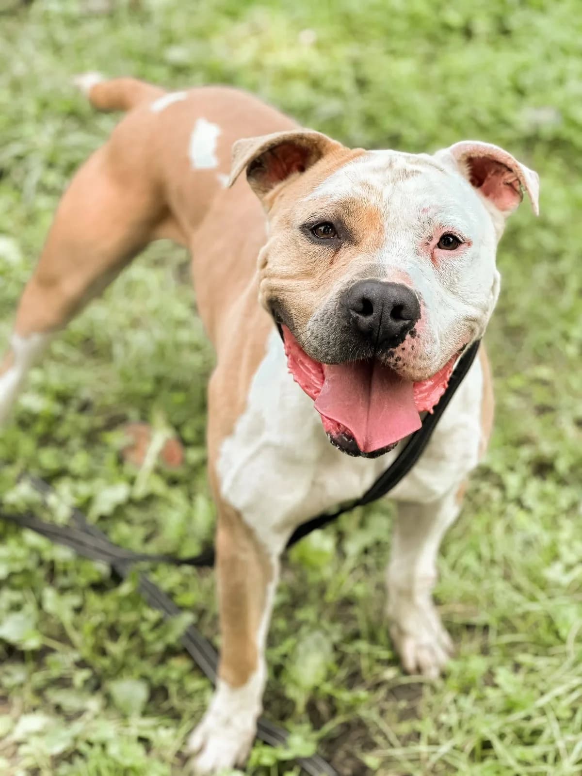 Oliver, male Mixed Breed for adoption at APA Puppy Bilbao, Bilbao