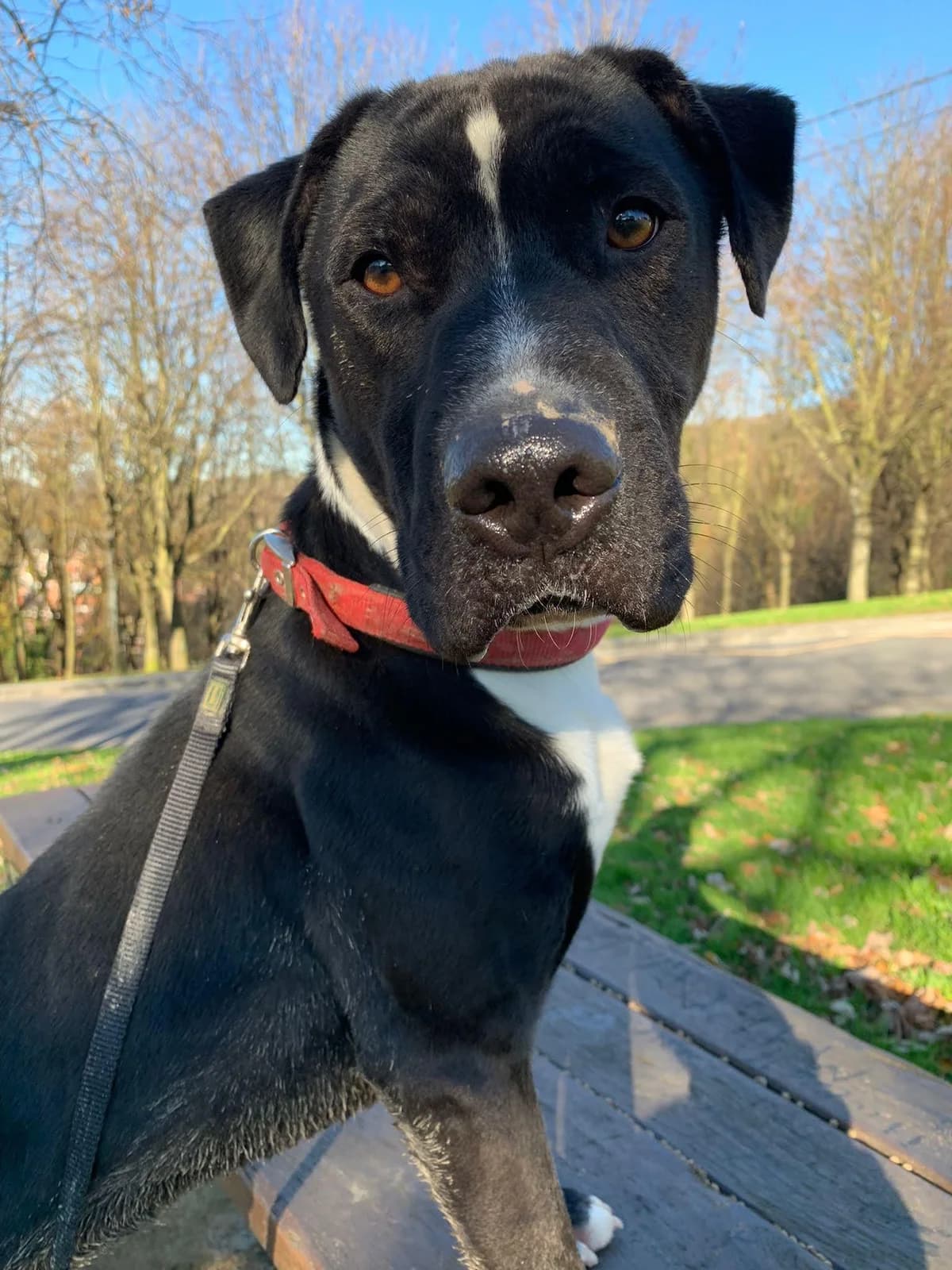 Ortzi, male Mixed Breed for adoption at APA Puppy Bilbao, Bilbao