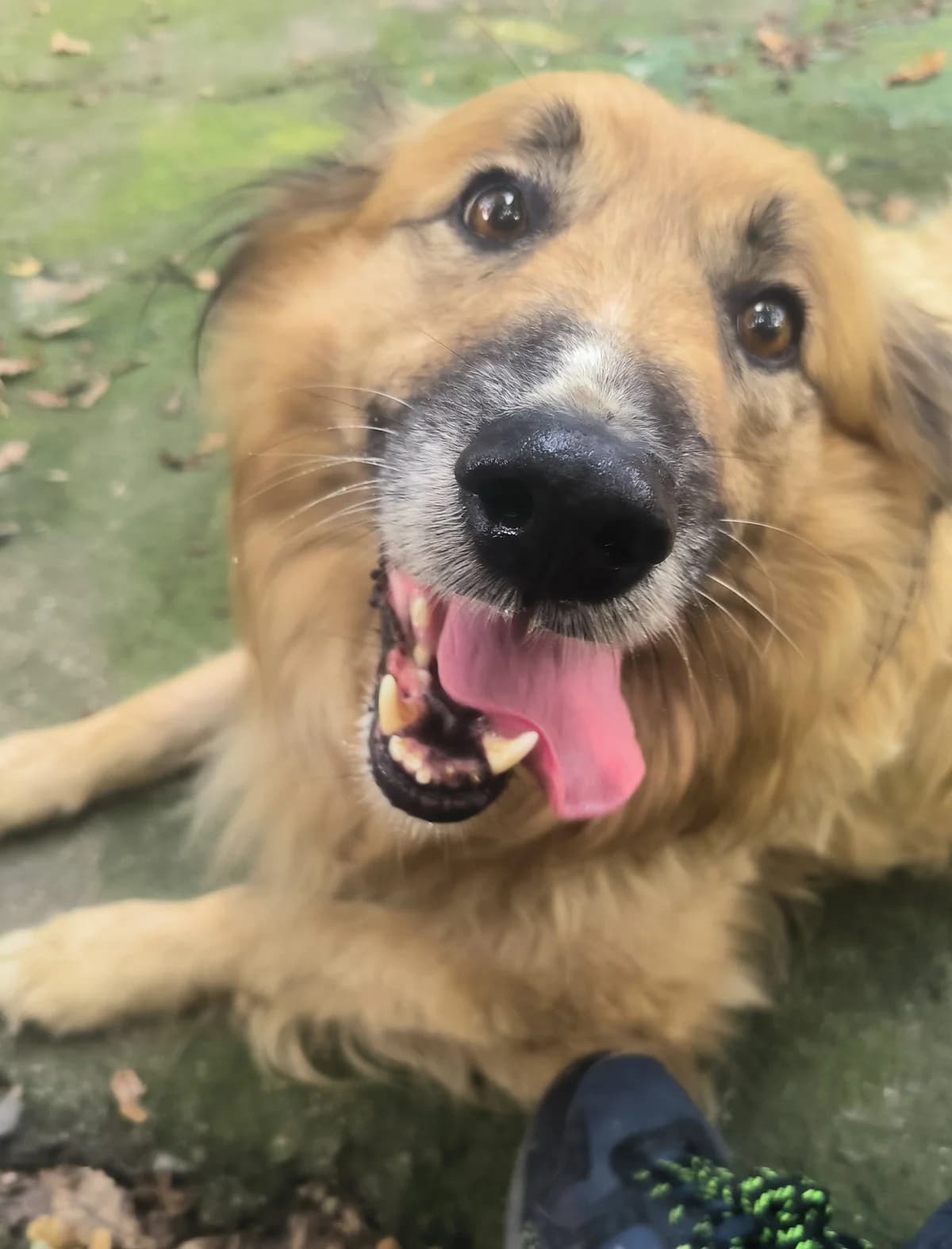 Pintxo, male mixed breed for adoption at APA Puppy Bilbao