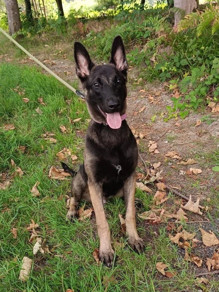 Pisto, Mixed Breed (APA Puppy Bilbao)