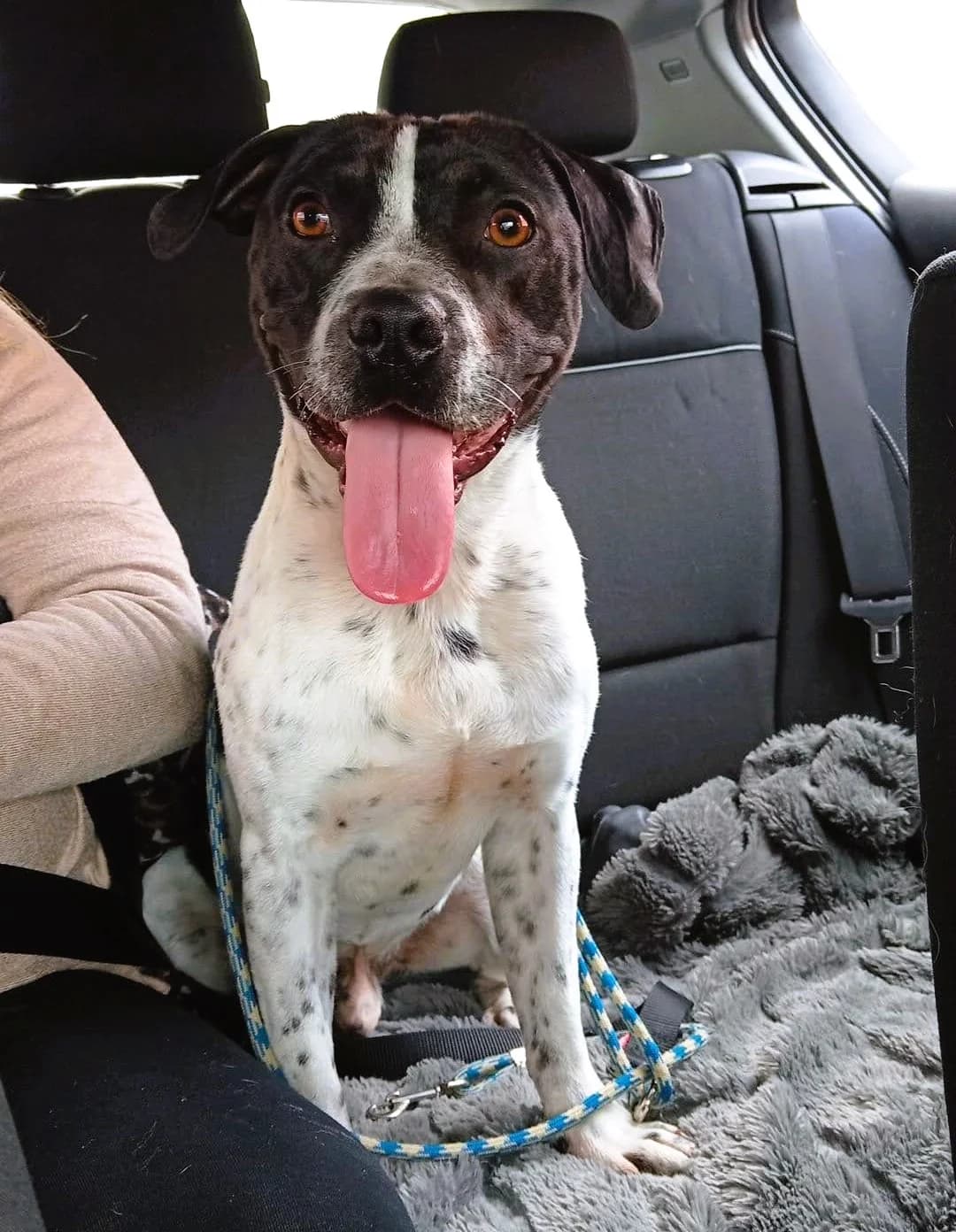 Rango, male mixed breed for adoption at APA Puppy Bilbao