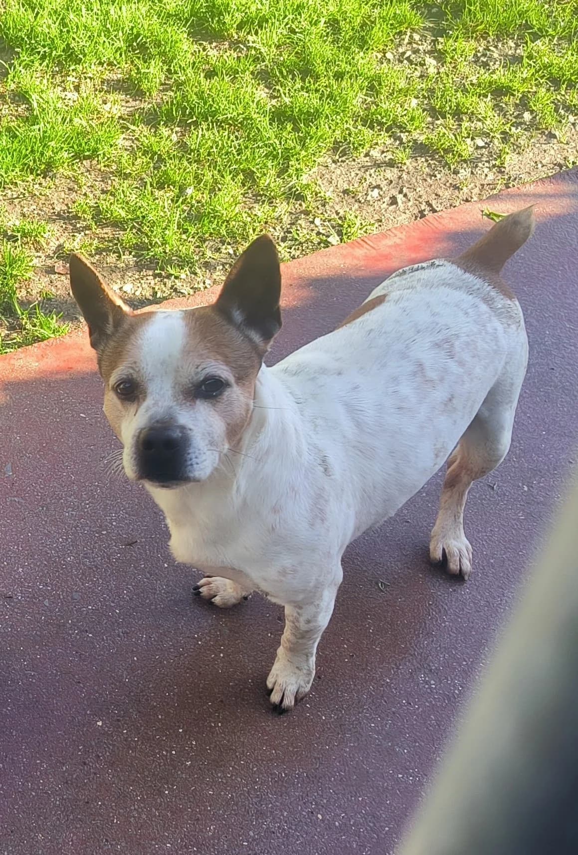 Rocki, male mixed breed for adoption at APA Puppy Bilbao