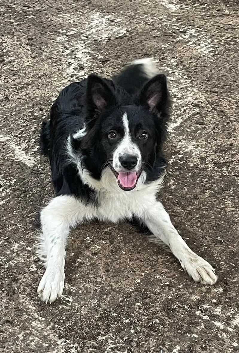 Roman, male Mixed Breed for adoption at APA Puppy Bilbao, Bilbao