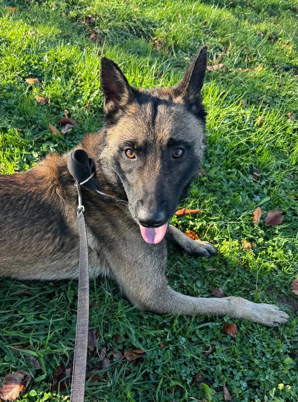 Simba, male mixed breed for adoption at APA Puppy Bilbao