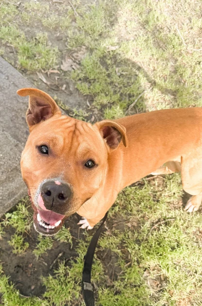 Sugar, male Mixed Breed for adoption at APA Puppy Bilbao