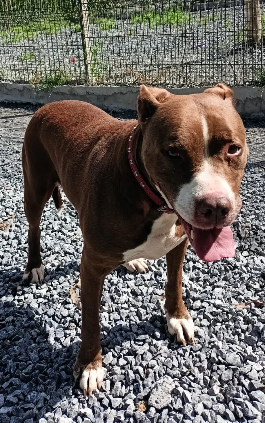 Tasha, female Mixed Breed for adoption at APA Puppy Bilbao