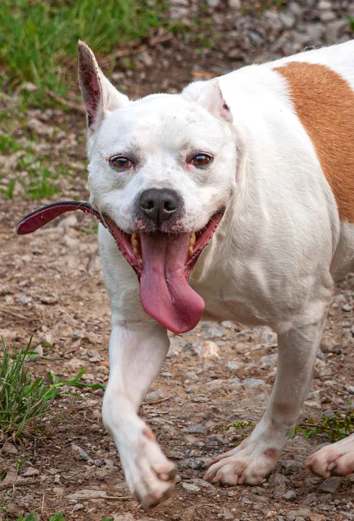 Tico, male Mixed Breed for adoption at APA Puppy Bilbao