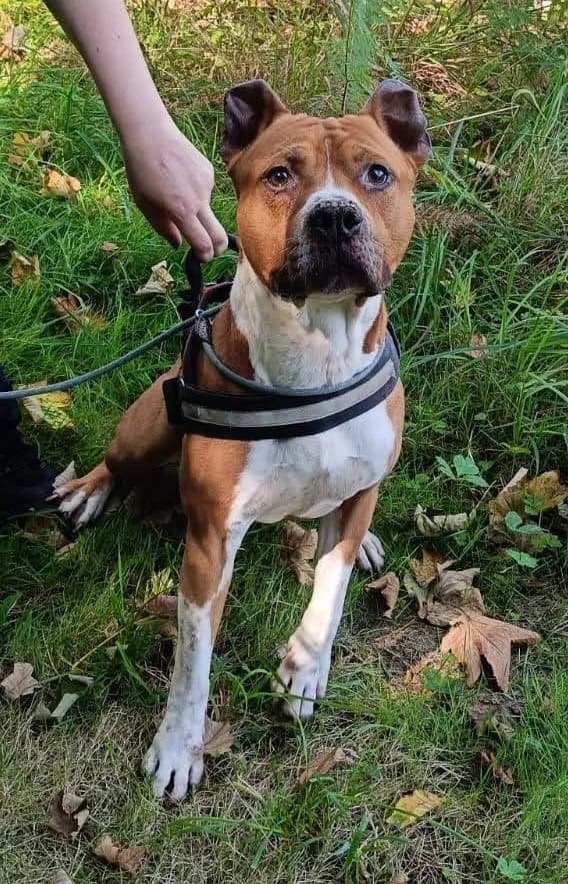 Trolo, male Mixed Breed for adoption at APA Puppy Bilbao